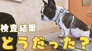 フレブルの血液検査の結果が出ました