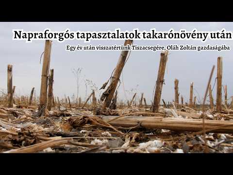 Alföldi napraforgós tapasztalatok takarónövények után - Visszatértem Tiszacsegére