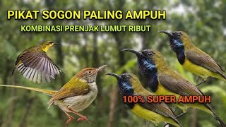 Download lagu SUARA PIKAT SOGON PALING AMPUH KOMBINASI PRENJAK LUMUT RIBUT mp3 Download lagu SUARA PIKAT SOGON PALING AMPUH KOMBINASI PRENJAK LUMUT RIBUT mp3