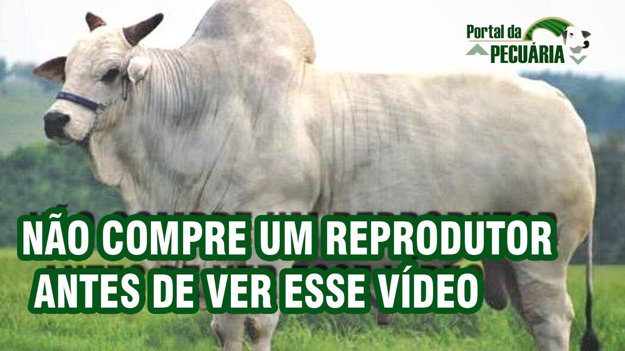Não compre um reprodutor de bovinos de corte antes de ver esse vídeo.
