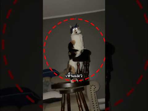 เห็นแมวทำแบบนี้ตอนดึก... อย่าเข้าใกล้เด็ดขาด!