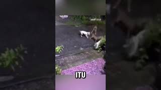 Download lagu ibu kucing melawan 4 anjing demi menyelamatkan anaknya😱 mp3 Download lagu ibu kucing melawan 4 anjing demi menyelamatkan anaknya😱 mp3