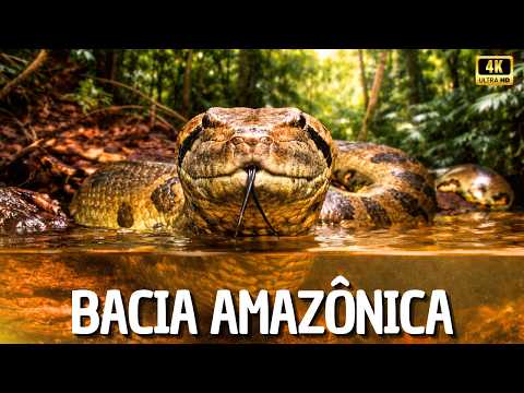 A Incrível BACIA AMAZÔNICA | O Último Império Selvagem da Terra - Documentário Amazônia Selvagem