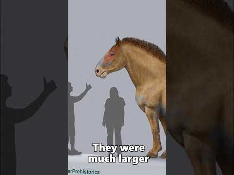 The Largest Extinct Horse That Ever Lived