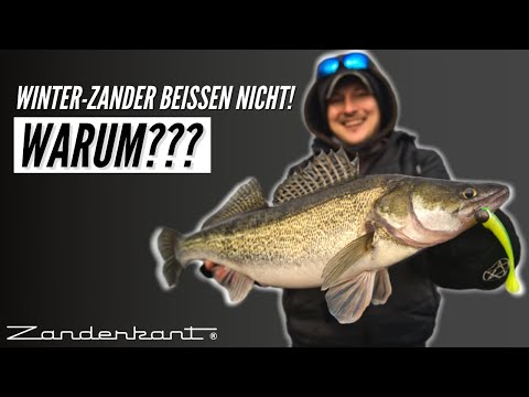 Zanderangeln im Winter - Warum beißen ZANDER nicht richtig?