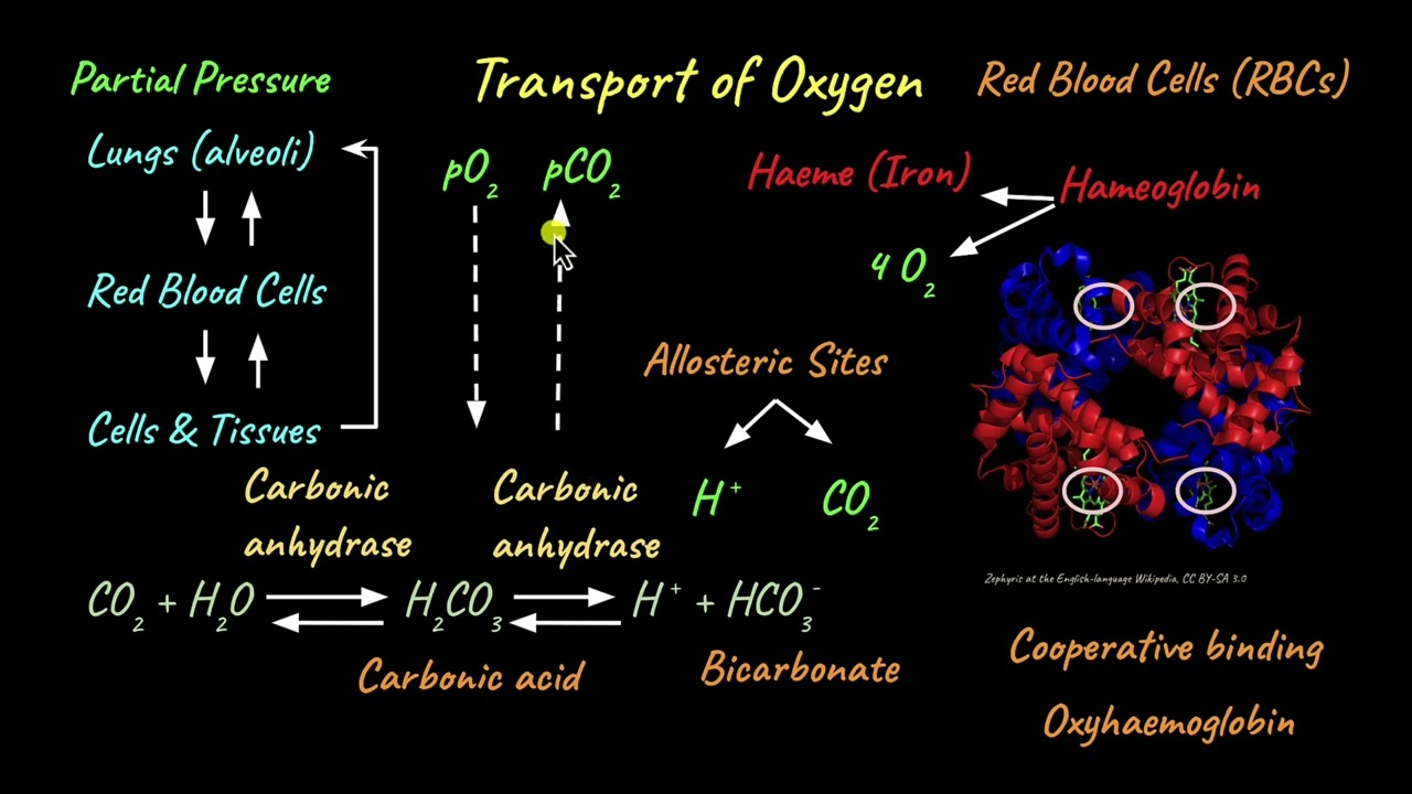Transport of Oxygen | Breathing and Exchange of Gases | Biology | Khan Academy