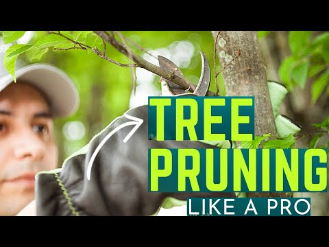 Tree Pruning Sealer by Tanglefoot (8oz) | Planet Natural