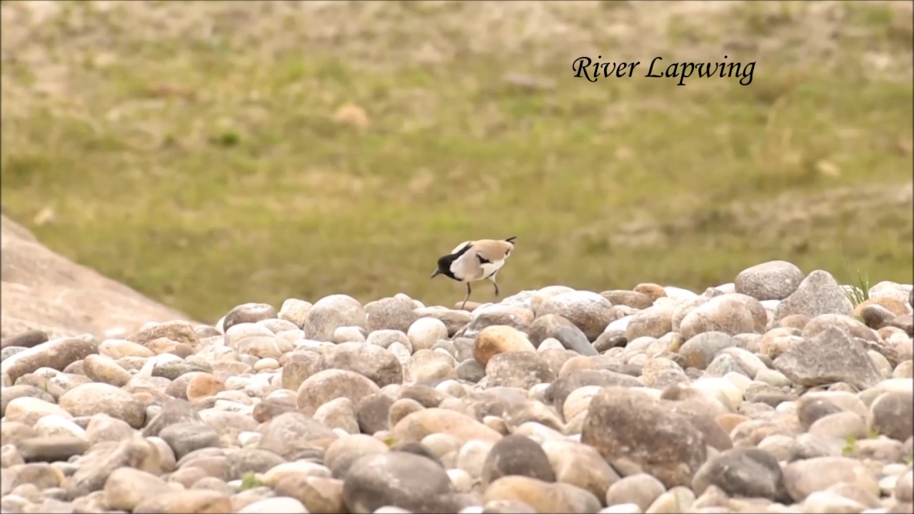 Birds of Eastern Himalaya