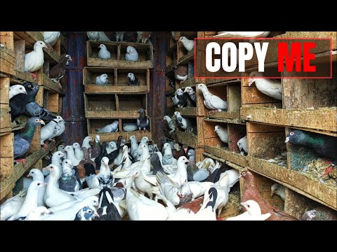 Essential Step to raising pigeons from eggs to baby pigeons