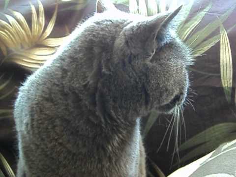 Shosho observing Tish'a B'Av - But Not So Fast!