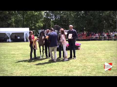 1st place - N.10 NADIRA KA - Bruges 2015 National - Junior Fillies Championship (Class 12)