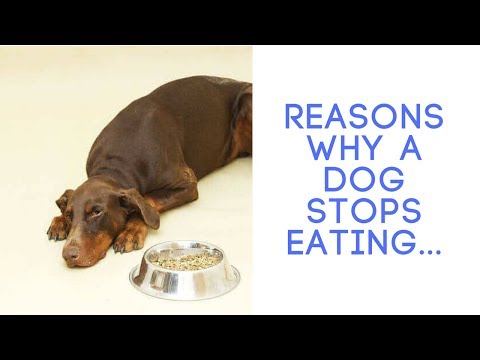 Discover Reasons Why a Dog Stops Eating