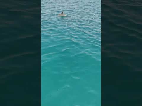 dolphin fish in elephanta beach Havelock Andaman and nikobar islands India
