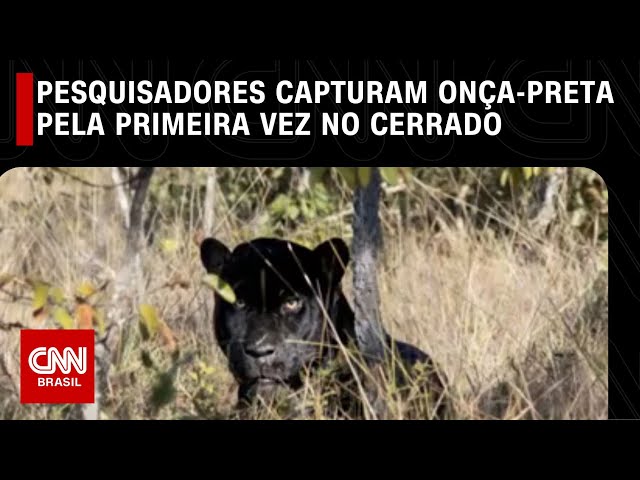 Pesquisadores capturam onça-preta pela primeira vez no Cerrado | LIVE CNN