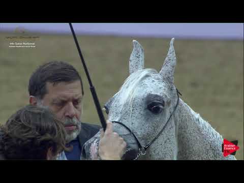 N.152 DAHMA AL NASSER - 2019 Qatar Nat. Peninsula show - Mares 11 Years Old and Over (Class 9) .mp4