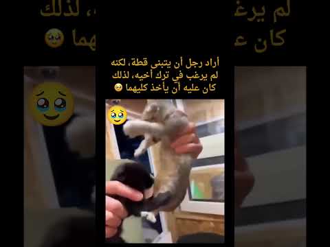 الاخ عزيز حتى عند الحيوانات ❤️ #dz #الجزائريين #جديدة #حيوان_لطيف #قط #cats #pets #cute #chat #bro