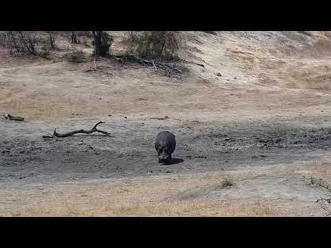 Djuma: Lone Hippo coming to the pan - 12:30 - 10/08/19