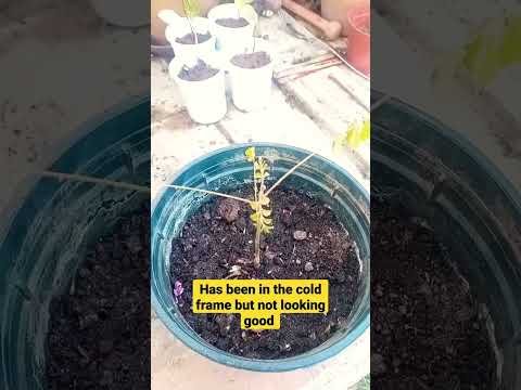 How do I revive my curry plant? #shorts