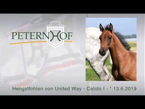 Hengstfohlen von United Way x Calido I