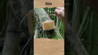 Download lagu Bagaimana SUARA TUMBUHAN? #shorts mp3