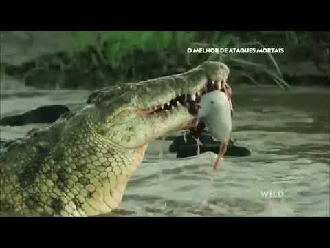 vida selvagem na África episódio 1