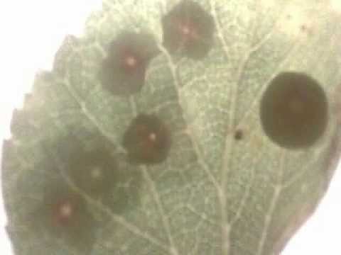 Fungus on Leaf