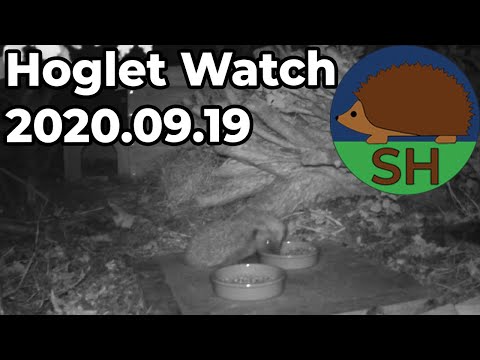Hoglet Watch 2020.09.19 Time-lapse