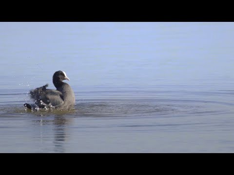 The Black Beauty of Wetlands: Common Coots | Bird Species and their Survival | @RoundglassSustain