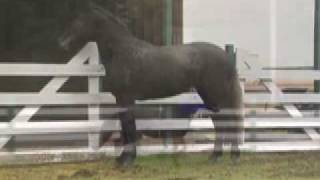 Freya - 2006 AWS mare, Shire/TB