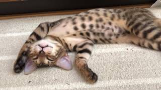 #ベンガル猫 眠いにゃ〜