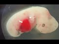 Scientists Created The First Human Pig Embryo That Could Revolutionize Healthcare