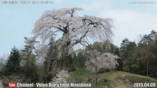 preview picture of video '広島の風景2015春 花見「与一野のしだれ桜1/2」04.09 Scenery of Hiroshima Spring,Cherry Blossom viewing,YoichinoAkioota'