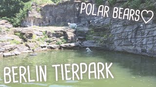 ベルリン動物園の白クマさんたち🐻‍❄️Polar bears at Berlin Tierpark