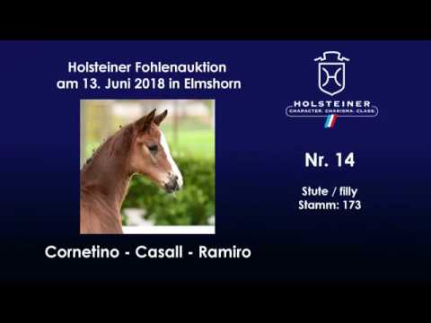 Holsteiner Fohlenauktion im Juni | Nr. 14 v. Cornetino - Casall