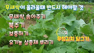 무새싹 솎아주기 / 북주기하는 방법 / 무새싹이 올라오면 꼭 해줘야 하는 일 / 제충국 뿌리기 /