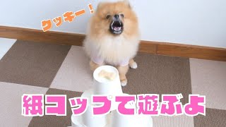 【爆笑】紙コップチャレンジ！簡単おうち遊びが楽しすぎた！ぽぽちゃんのおもしろ行動満載