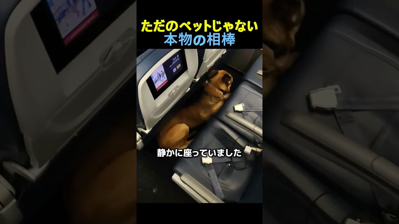 ただのペットじゃない本物の相棒🐕✈️ #感動する話 #動物動画 #動物