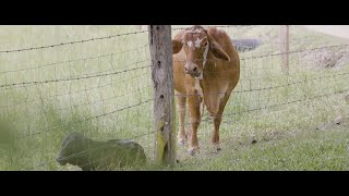 Mary Valley Magic: Peace, Privacy, Views