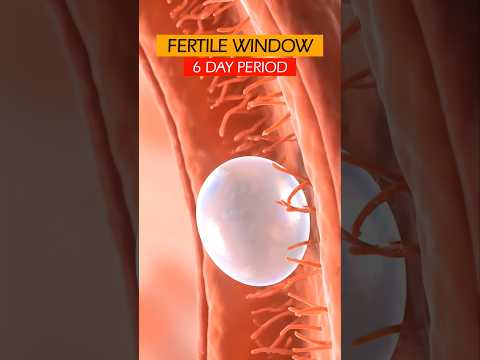 Fertile Window of Menstrual Cycle ❤️ #menstruation #ovulation #fertilization #pregnancy