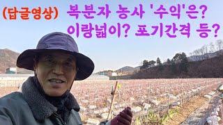 (답글영앙)복분자 농사 수입은 어떻게 되나요? 모종심는 시기? 포기당 간격? 이랑넓이?