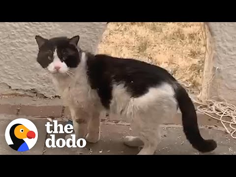 Woman Watches Her Neighbors Abandon Their Cat  | The Dodo Cat Crazy