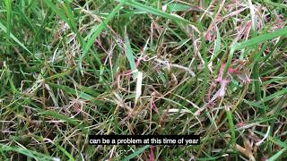 How to get rid of lawn diseases | Lawn care UK