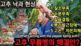 고추 농사  병충해 왜 이런가? What's wrong with the pepper being soft?