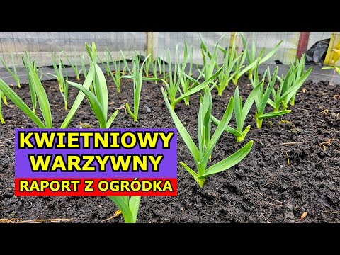 Parsley ready for harvest, peas are emerging, onions and garlic are growing | April Vegetable Gar...