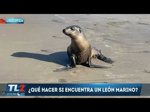 LEÓN MARINO EN PLAYA EL ESPINO | Teledos | El Salvador