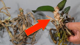 You&#39;ll Never Throw Away Dead Orchids After Watching This!