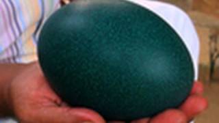 Emu Egg
