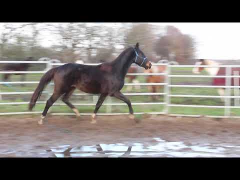 Diamond Big Star Boy – FOR SALE – Allrounder Dressur Springen Hunter – Silverboy - Duir Ask Ichschi