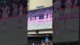 【CT AMAZE】日本VS台湾@台北大巨蛋20241116 #台湾チア #cheerdance #cheerleading #amaze #啦啦隊 #premier12 #teamtaiwan