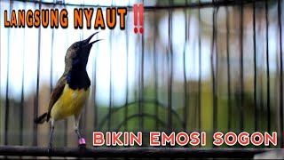 Download lagu SOGON NGRIWIK NGLEPER PANCINGAN EMOSI‼️TERLALU CEPAT BIKIN NYAUT SEMUA SOGON❗ mp3 Download lagu SOGON NGRIWIK NGLEPER PANCINGAN EMOSI‼️TERLALU CEPAT BIKIN NYAUT SEMUA SOGON❗ mp3